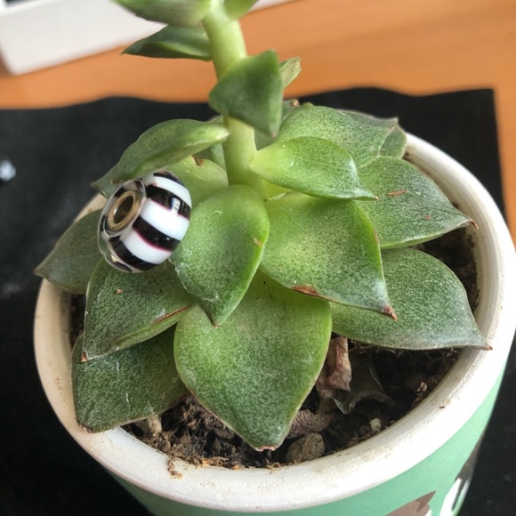 White and Black stripe Trollbead - Picture 2 of 2